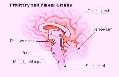 two lobes of the pituitary gland