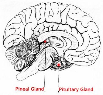 gland pineal brain human piezoelectric effect pituitary crystals inside body light location electricity eye iii third calcium calcite anatomical source